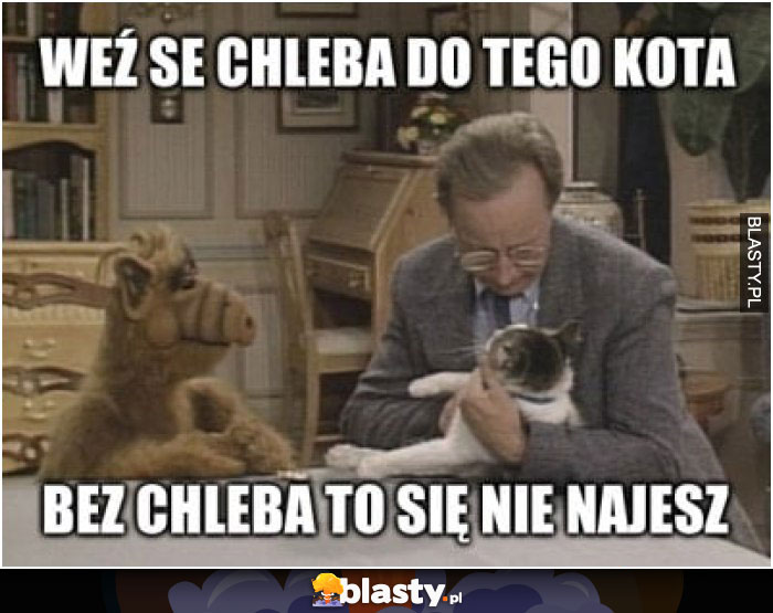 Weź se chleba do tego kota - bez chleba to się nie najesz