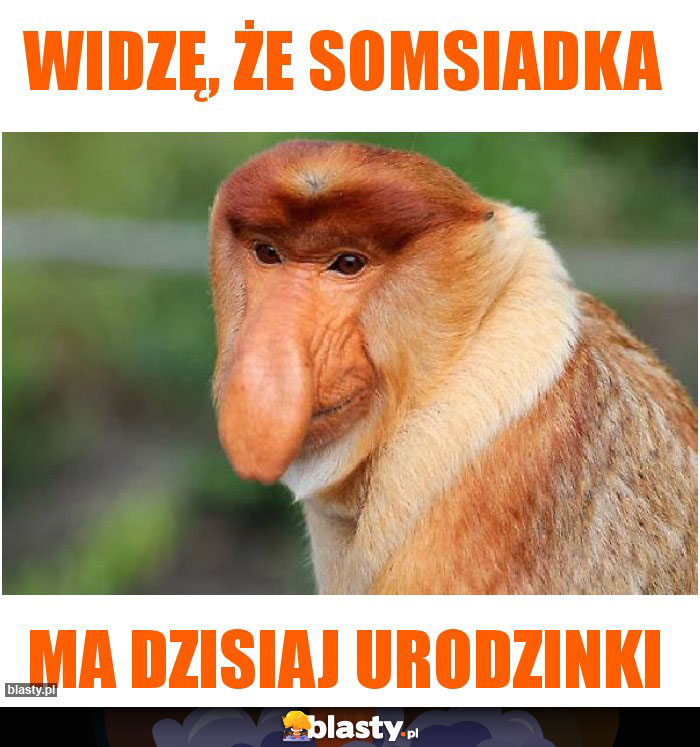 Widzę, że somsiadka