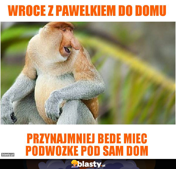 Wroce z pawelkiem do domu