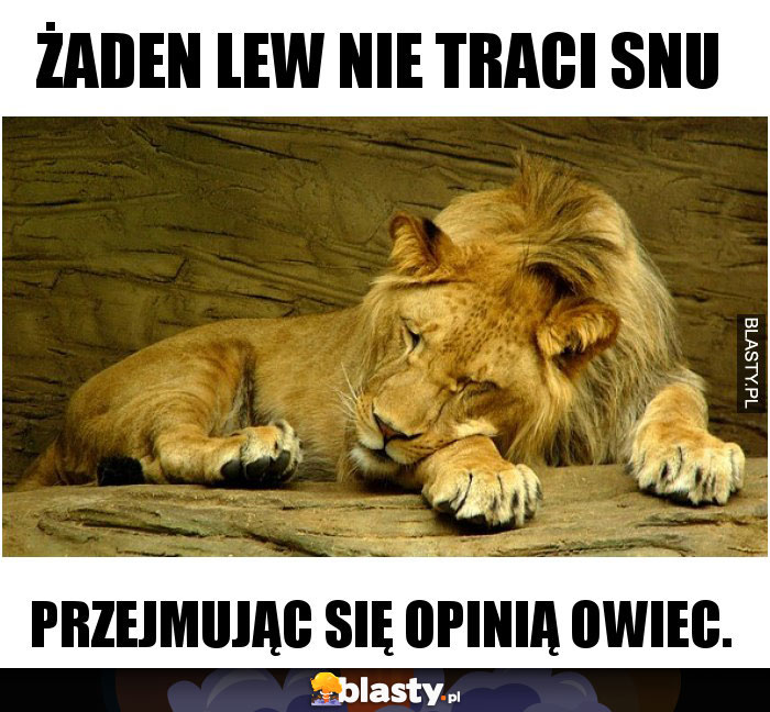 Żaden lew nie traci snu Żaden lew nie traci snu
