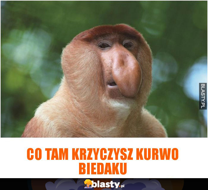 Co tam krzyczysz kurwo biedaku