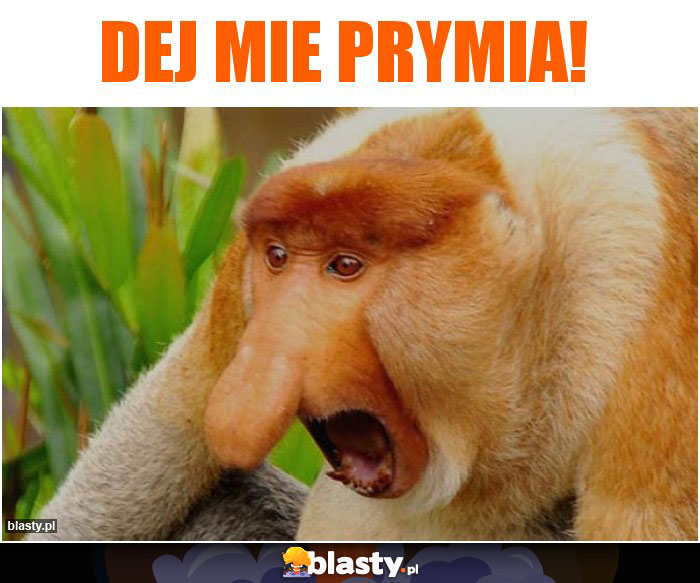 Dej mie prymia!
