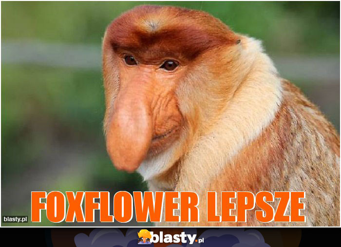Foxflower lepsze Foxflower lepsze