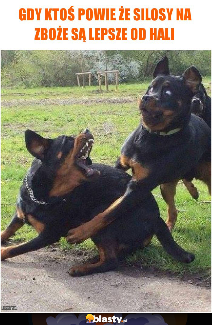 gdy ktoś powie że silosy na zboże są lepsze od hali