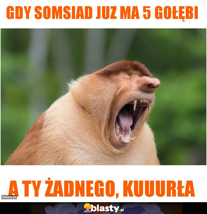 Gdy somsiad juz ma 5 gołębi