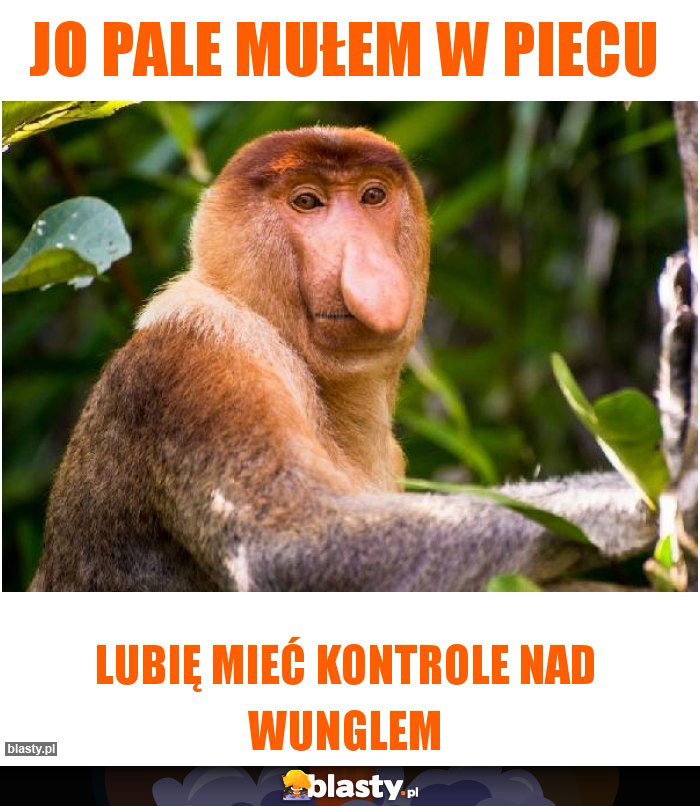 Jo pale mułem w piecu Jo pale mułem w piecu
