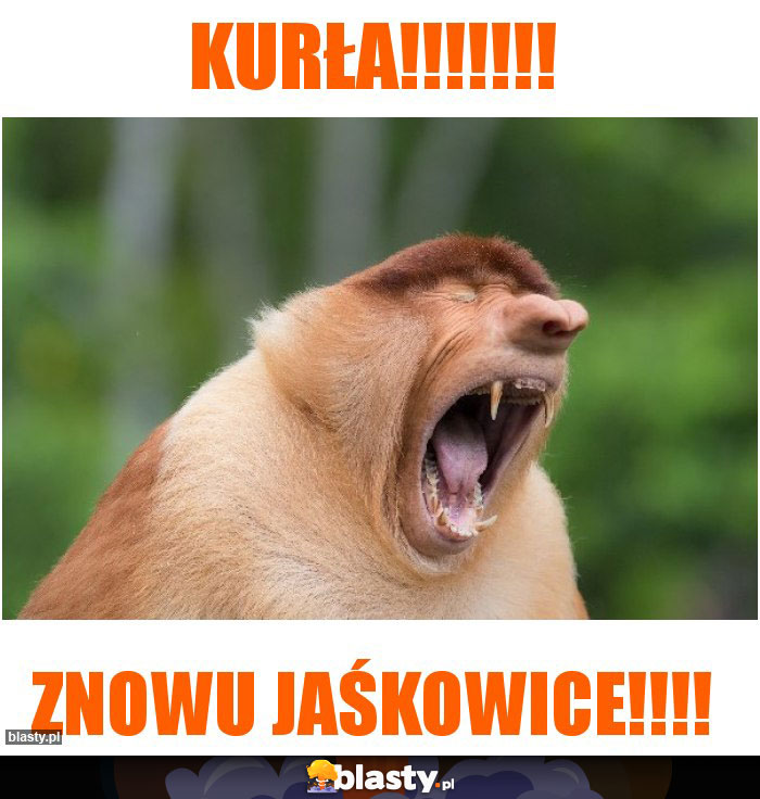 kurła!!!!!!! kurła!!!!!!!