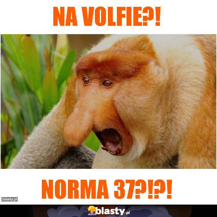 na volfie?! na volfie?!