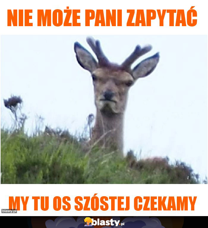 Nie może pani zapytać Nie może pani zapytać