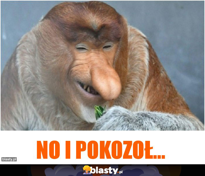 NO I POKOZOŁ...