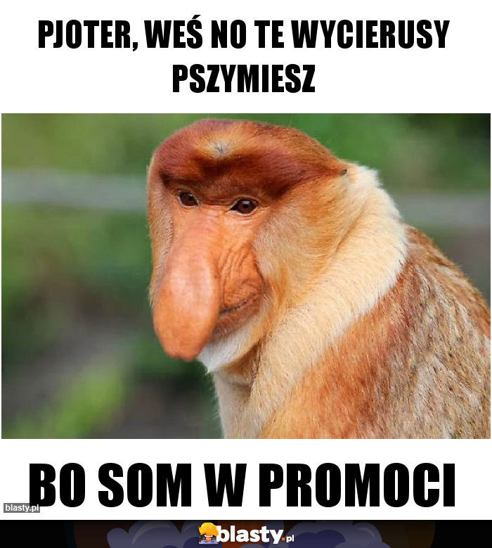 Pjoter, weś no te wycierusy pszymiesz