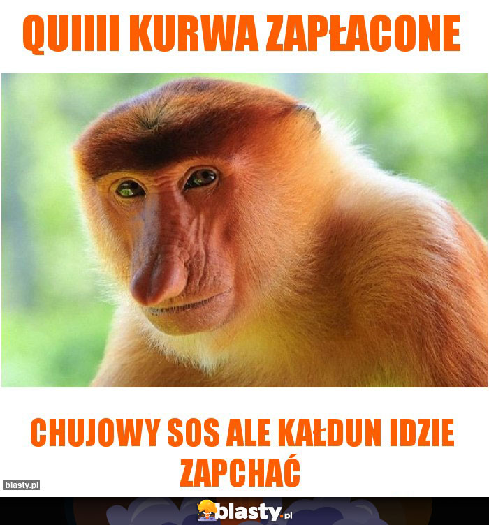 Quiiii kurwa zapłacone