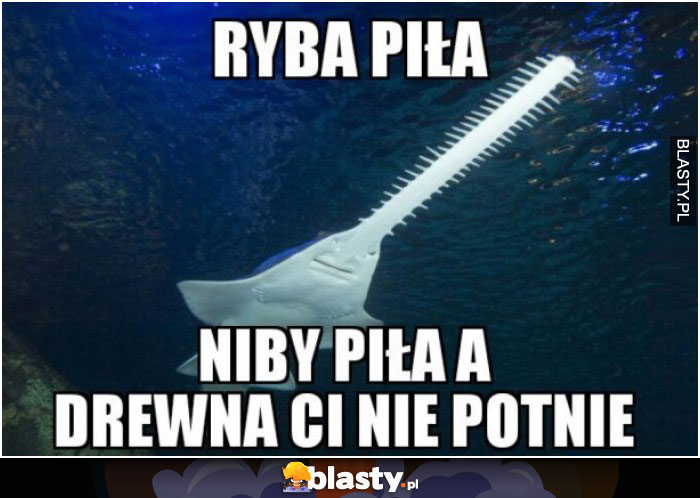 Ryba piła