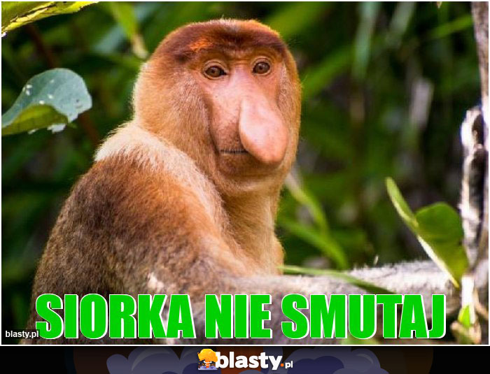 Siorka nie smutaj
