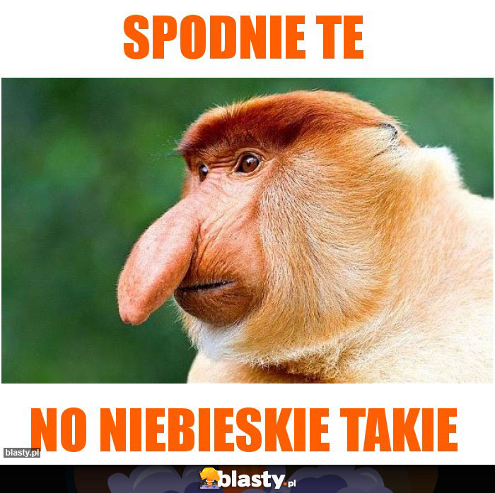 spodnie te spodnie te