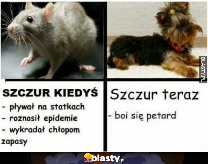 Szczur kiedyś vs szczur dzisiaj