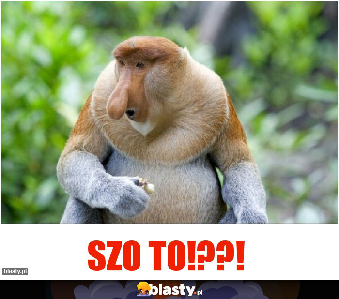 Szo to!??!