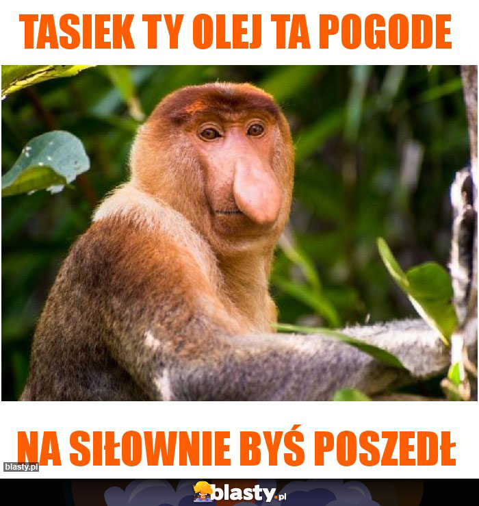 Tasiek ty olej ta pogode
