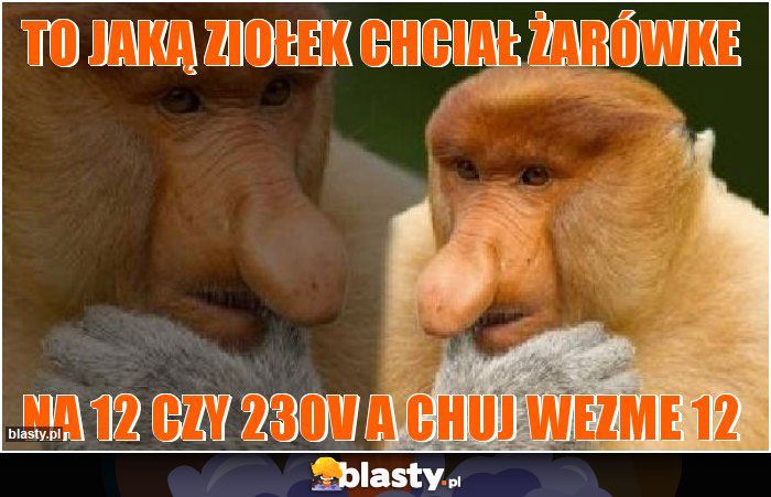 TO JAKĄ ZIOŁEK CHCIAŁ ŻARÓWKE