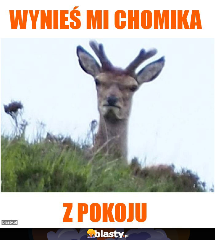 wynieś mi chomika wynieś mi chomika