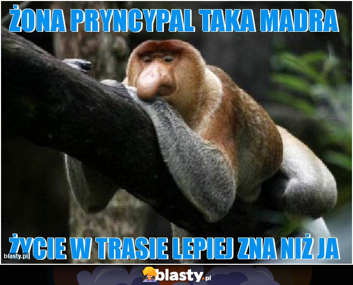 Żona pryncypal taka madra