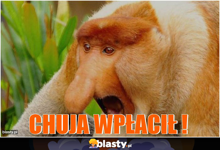 Chuja wpłacił ! Chuja wpłacił !