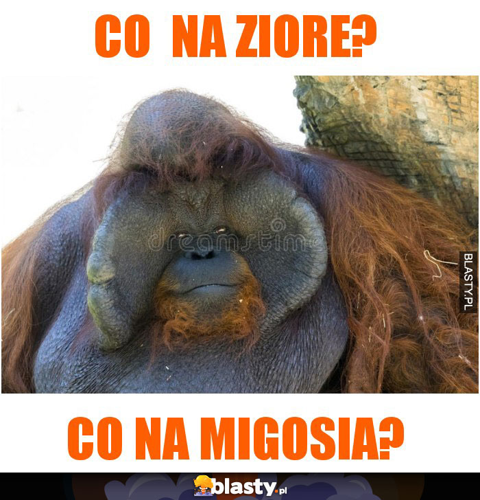 co na ziore? co na ziore?