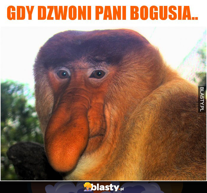 gdy dzwoni Pani Bogusia.. gdy dzwoni Pani Bogusia..