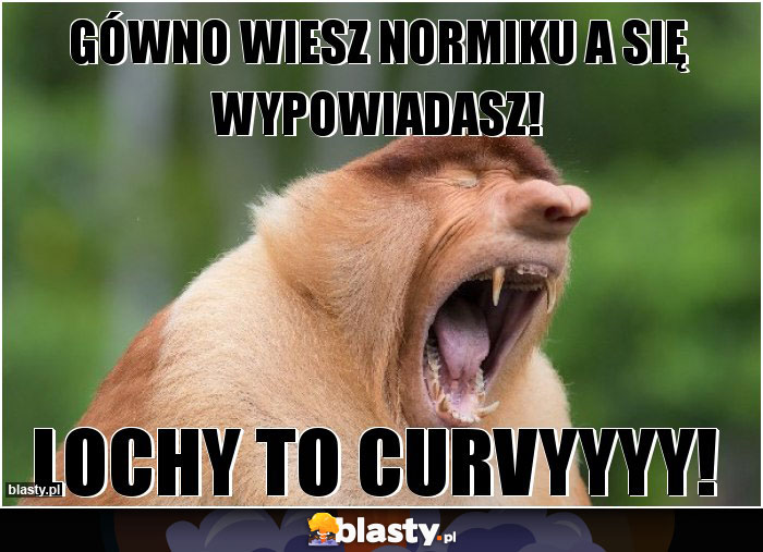 Gówno Wiesz normiku a się wypowiadasz! Gówno Wiesz normiku a się wypowiadasz!