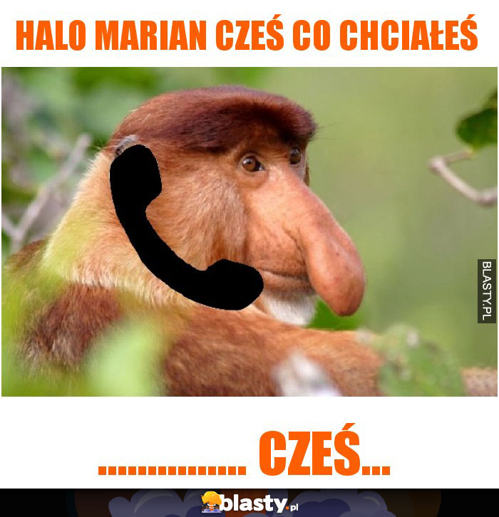 halo marian cześ co chciałeś halo marian cześ co chciałeś