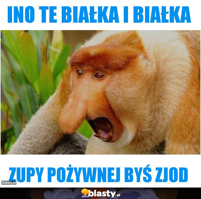 Ino te białka i białka Ino te białka i białka