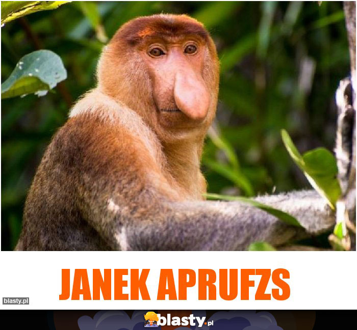 JANEK APRUFZS JANEK APRUFZS