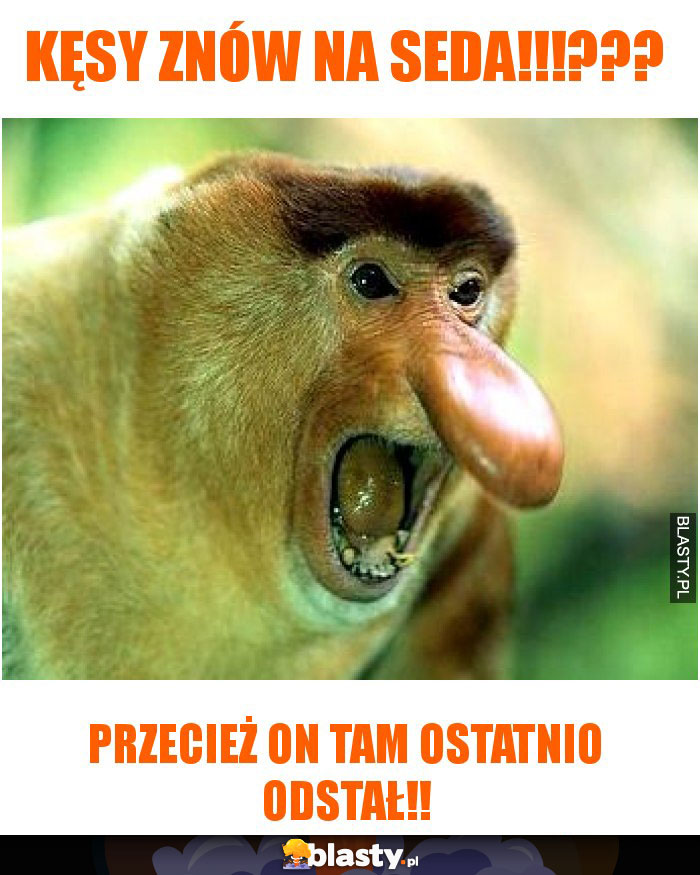 Kęsy znów na SEDA!!!??? Kęsy znów na SEDA!!!???