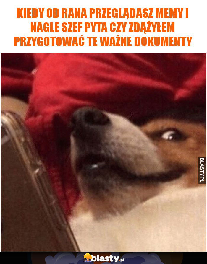 Kiedy od rana przeglądasz memy i nagle szef pyta czy zdążyłem przygotować te ważne dokumenty Kiedy od rana przeglądasz memy i nagle szef pyta czy zdążyłem przygotować te ważne dokumenty