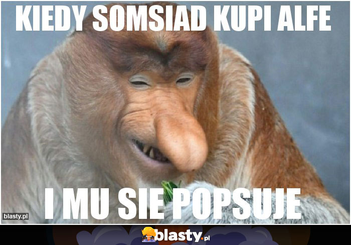kiedy somsiad kupi alfe kiedy somsiad kupi alfe