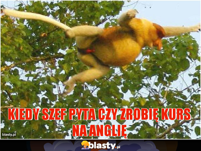 kiedy szef pyta czy zrobię kurs na anglię kiedy szef pyta czy zrobię kurs na anglię