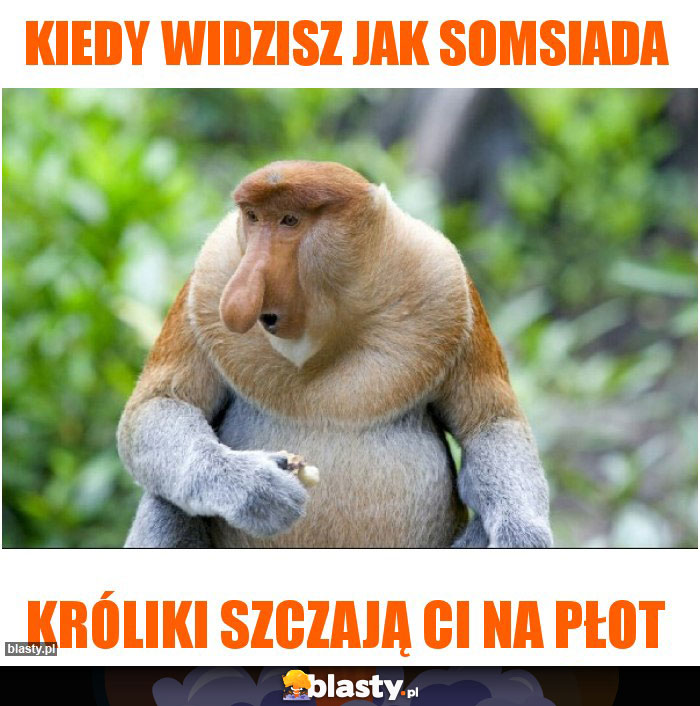 kiedy widzisz jak somsiada kiedy widzisz jak somsiada