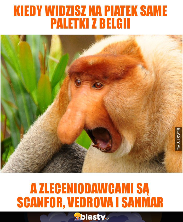 kiedy widzisz na piatek same paletki z Belgii kiedy widzisz na piatek same paletki z Belgii