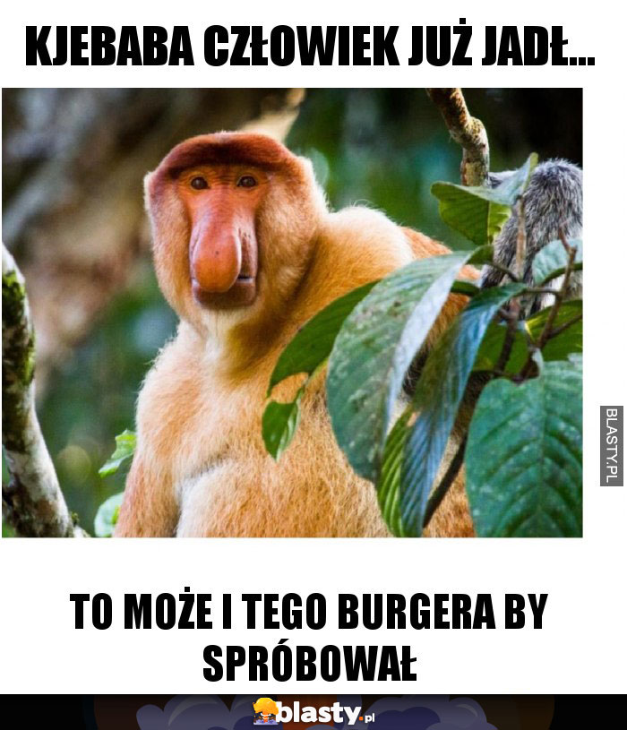 KJEBABA CZŁOWIEK JUŻ JADŁ... KJEBABA CZŁOWIEK JUŻ JADŁ...