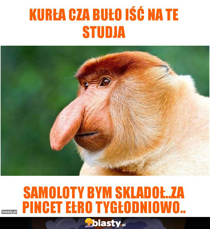 Kurła cza buło iść na te studja Kurła cza buło iść na te studja