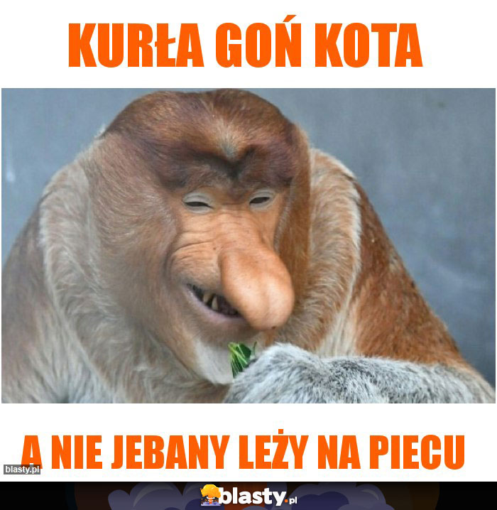 Kurła goń kota Kurła goń kota