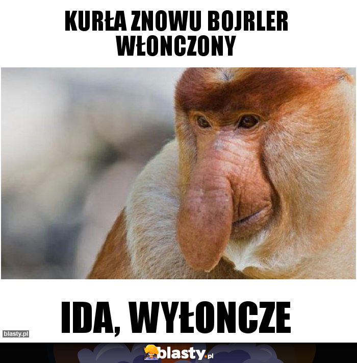 Kurła znowu bojrler włonczony Kurła znowu bojrler włonczony