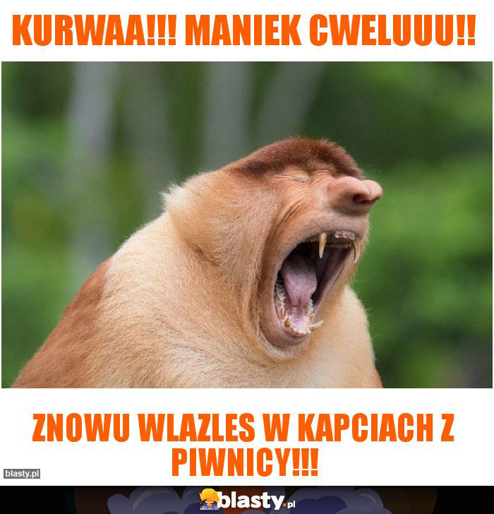 Kurwaa!!! Maniek cweluuu!! Kurwaa!!! Maniek cweluuu!!