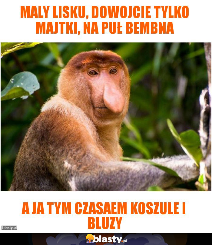 Maly Lisku, dowojcie tylko majtki, na puł bembna Maly Lisku, dowojcie tylko majtki, na puł bembna