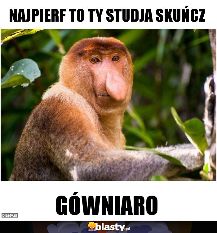 Najpierf to ty studja skuńcz Najpierf to ty studja skuńcz