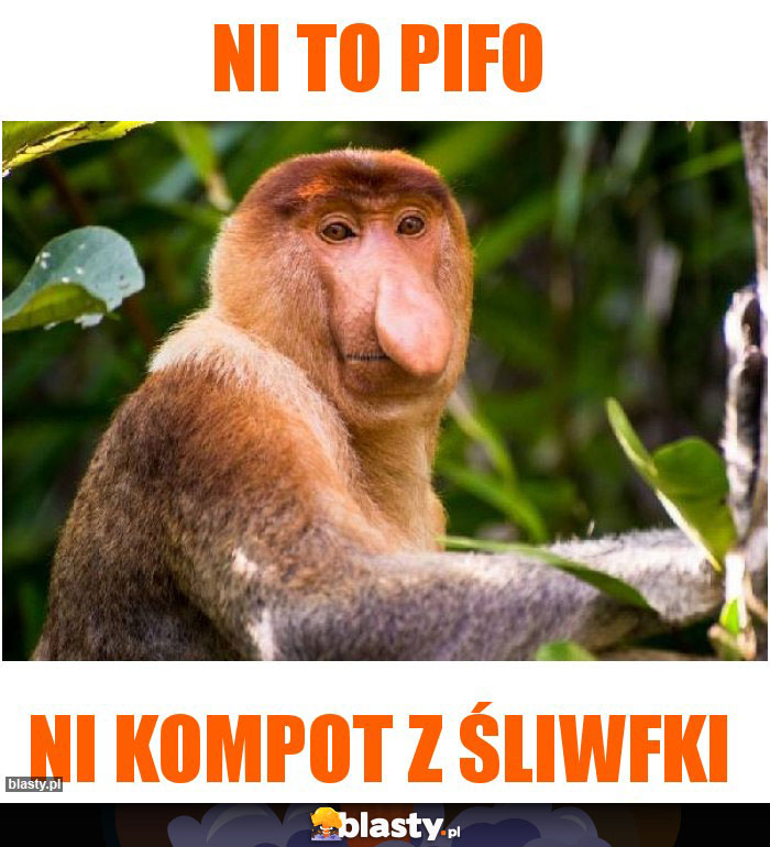 ni to pifo ni to pifo