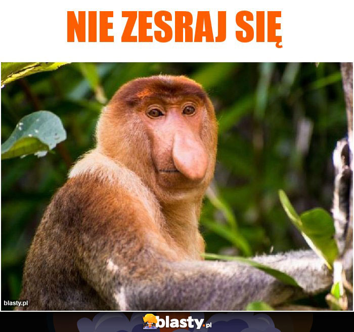 nie zesraj się nie zesraj się