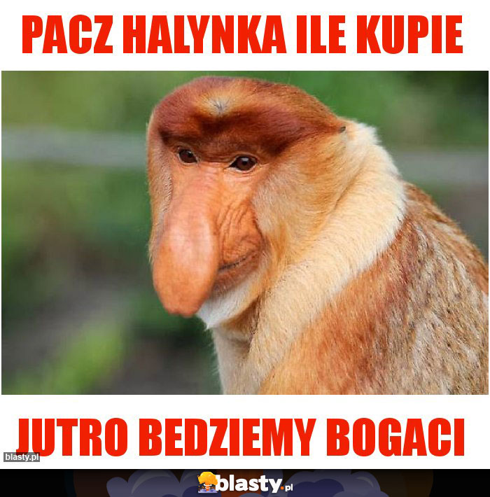 PACZ HALYNKA ILE KUPIE PACZ HALYNKA ILE KUPIE