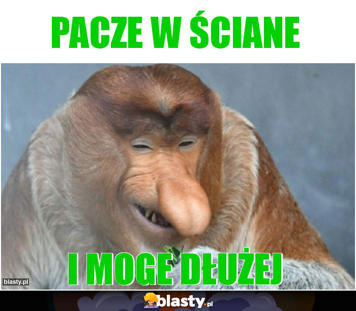 pacze w ściane pacze w ściane