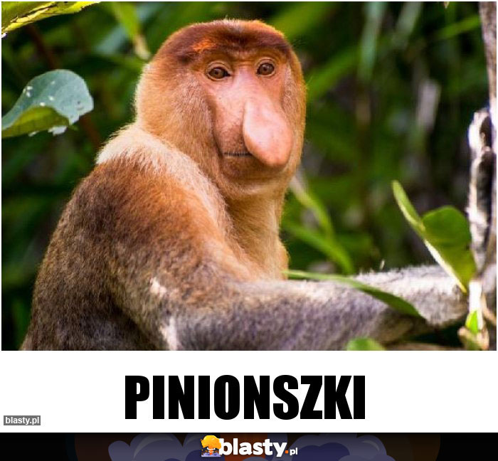 Pinionszki Pinionszki